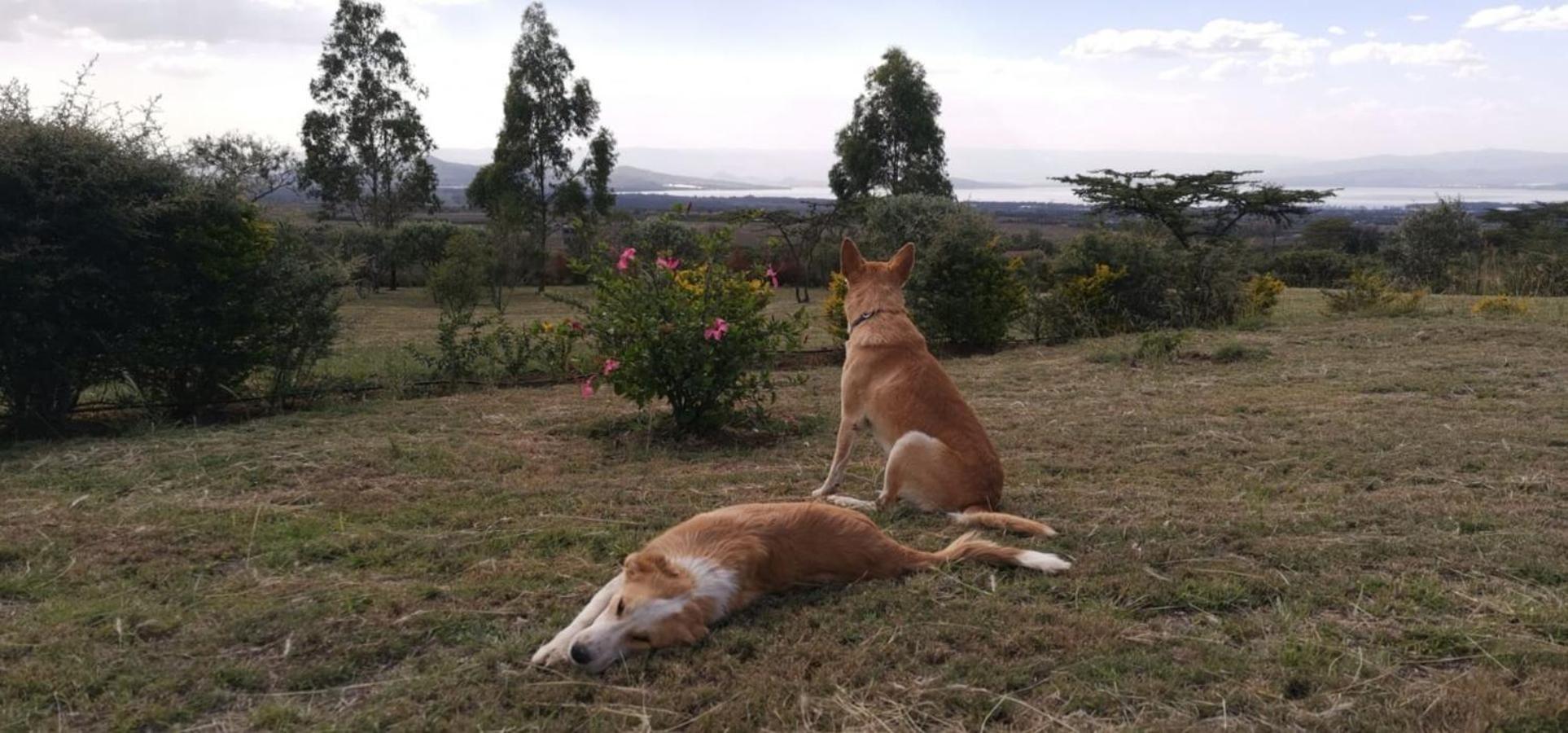 Homely Cottage Near Lake Naivasha, Elwai Visitor Centre Heni Village 外观 照片
