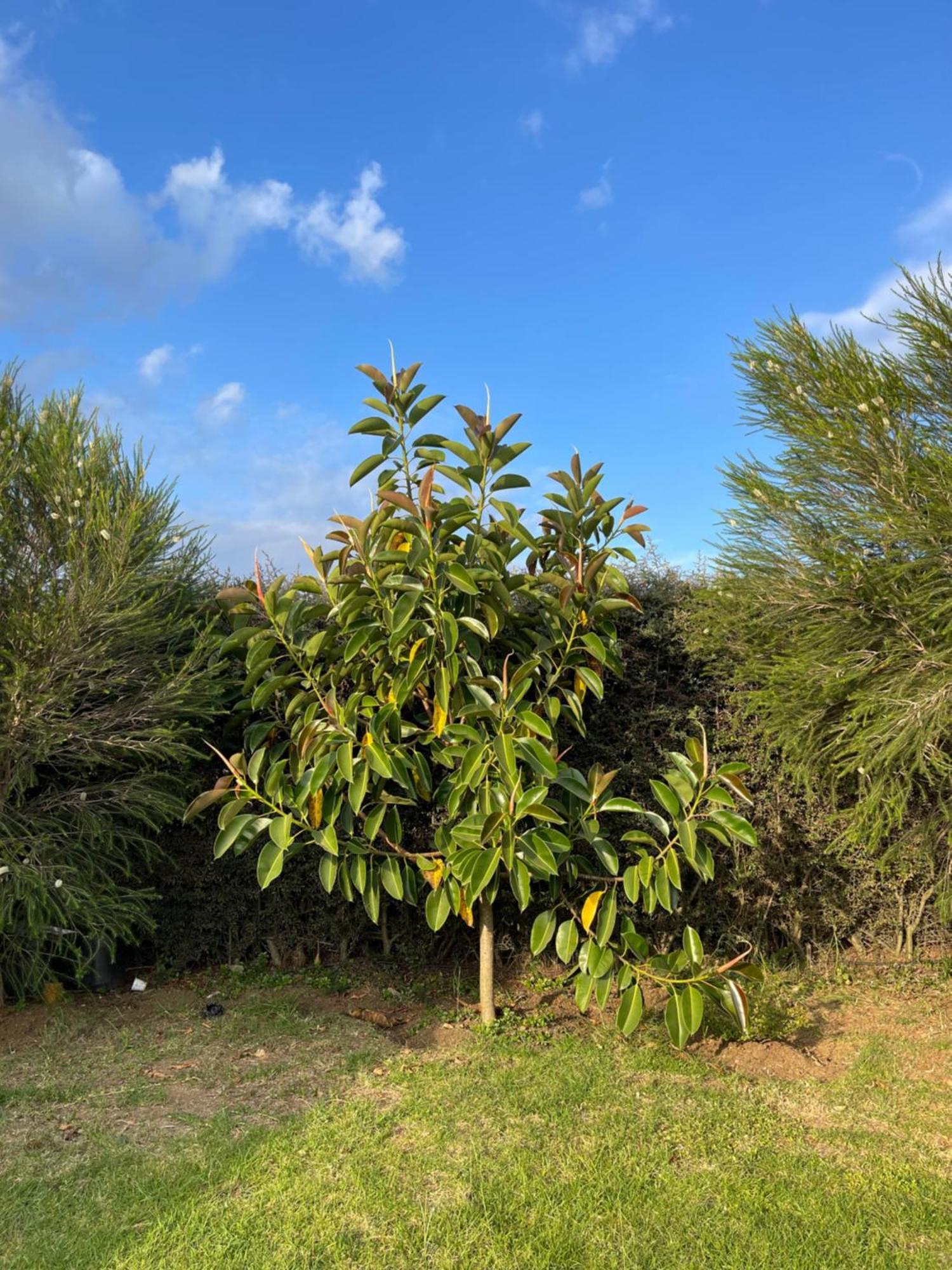 Homely Cottage Near Lake Naivasha, Elwai Visitor Centre Heni Village 外观 照片